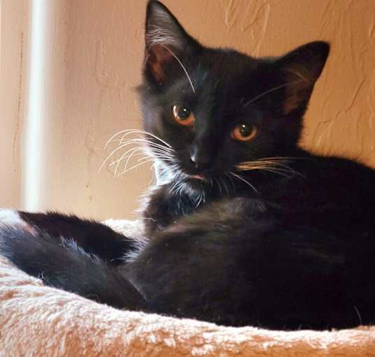 Photo of Cayenne-Barn kitty