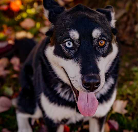 Photo of Riley