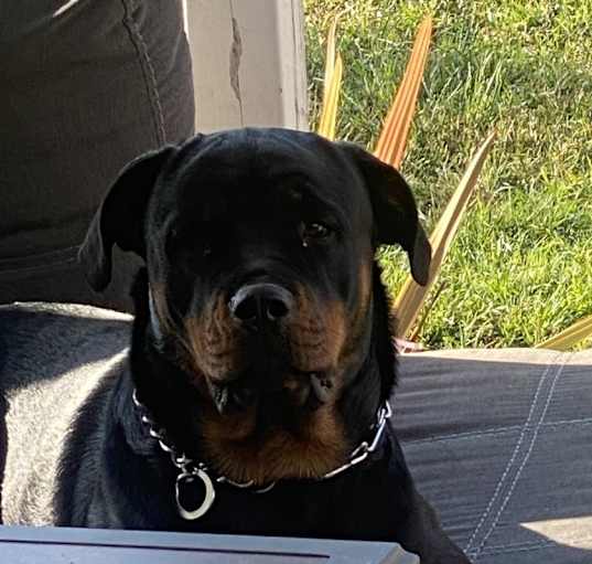 Photo of Luna