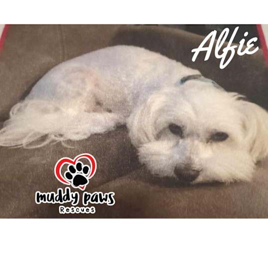Photo of Alfie