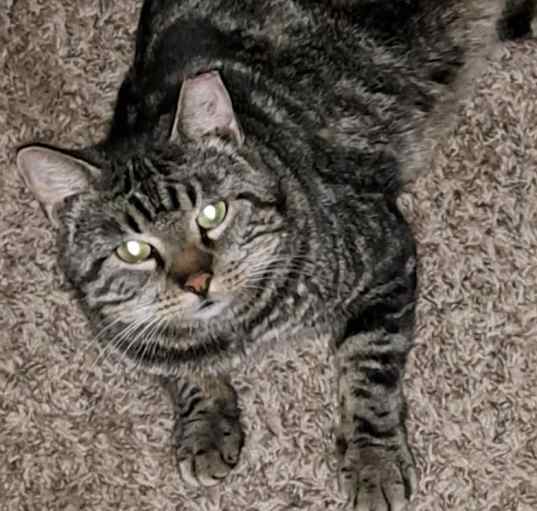 Photo of Blitzen