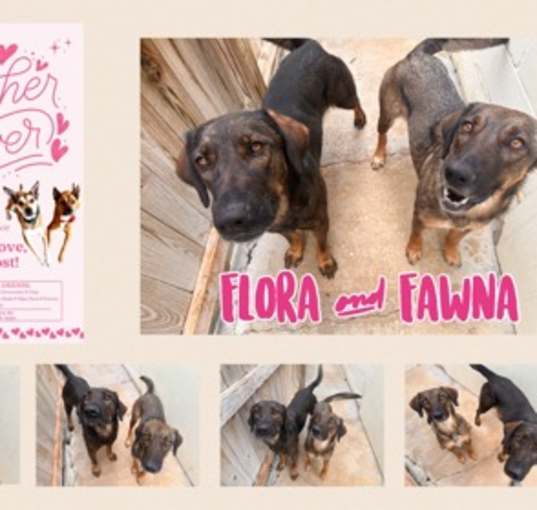 Photo of Fawna