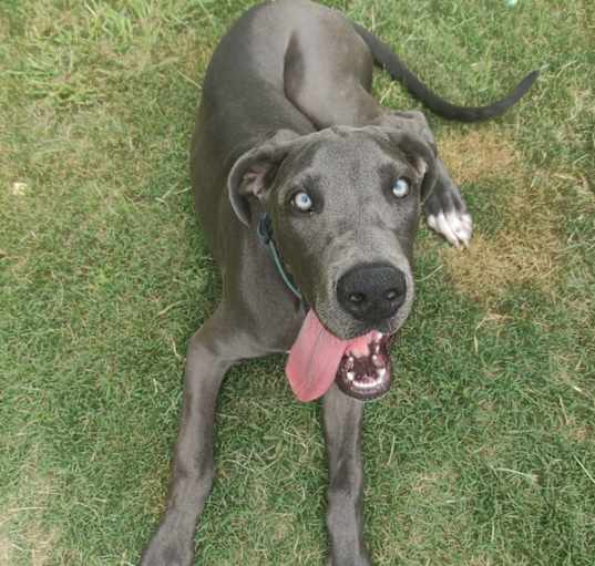 Photo of Watson