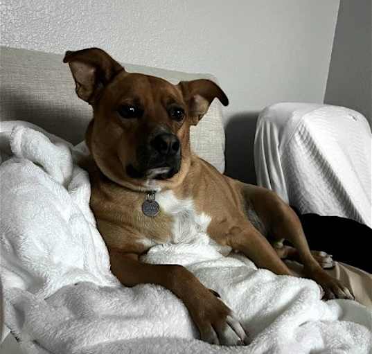Photo of Bruno