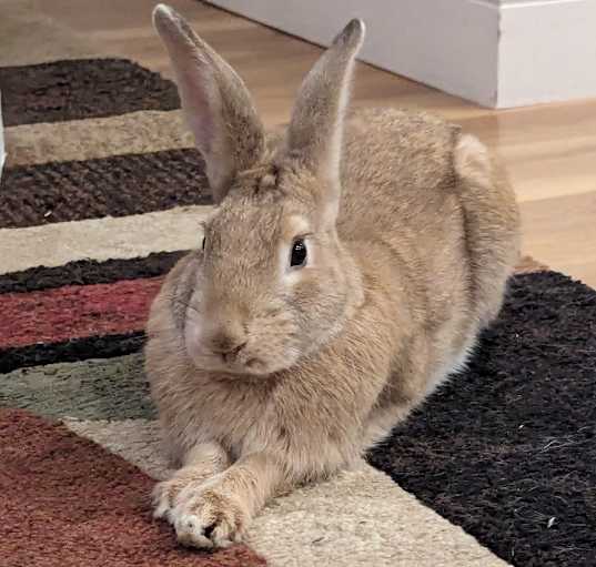 Photo of Grumpy