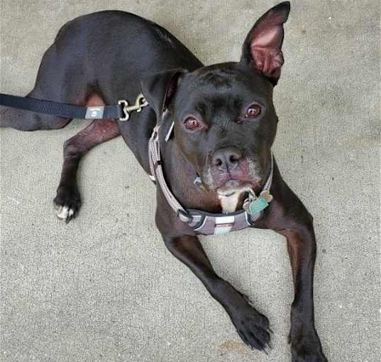 Photo of ELLIE (COURTESY POST)