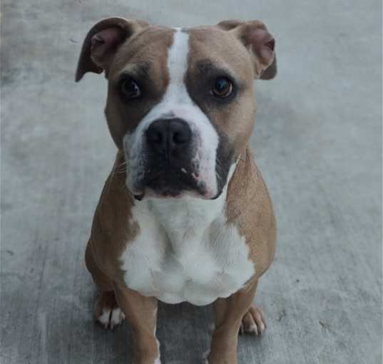 Photo of Pickles