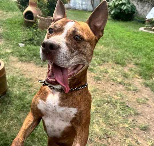 Photo of ROCCO