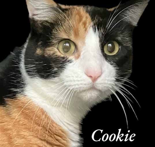 Photo of Cookie