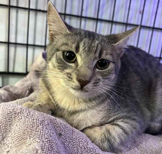 Photo of Peanut
