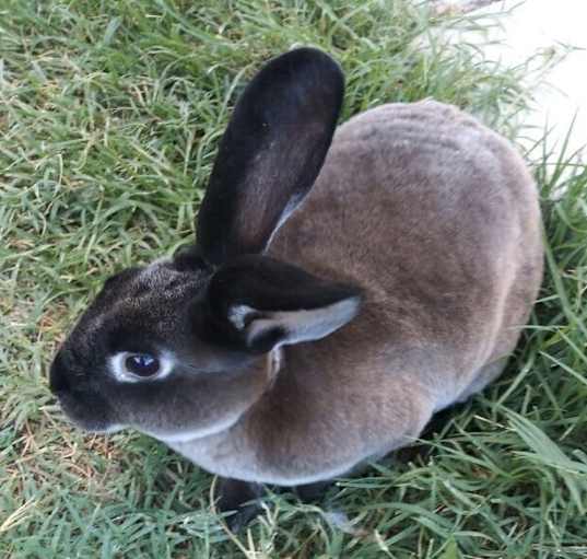 Photo of Agatha