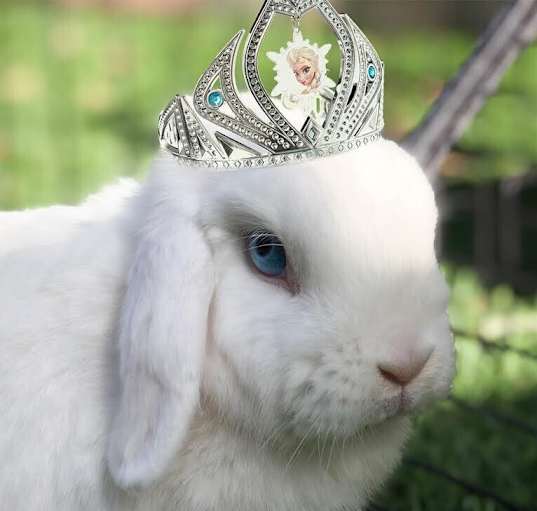 Photo of Elsa