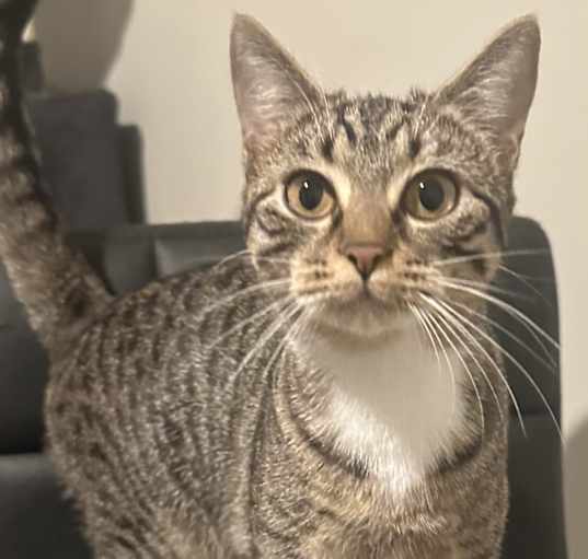 Photo of Tulip