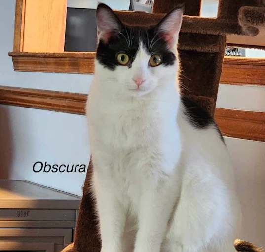 Photo of Obscura