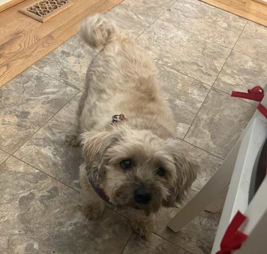 Photo of Chewie