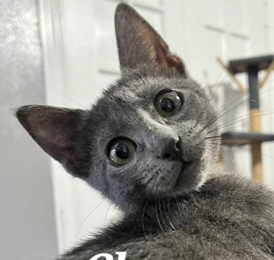 Photo of Cleo