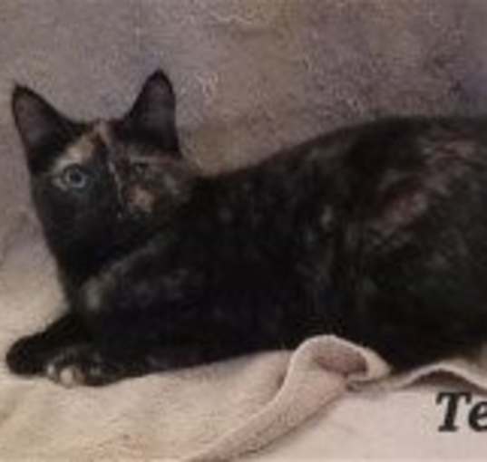 Photo of Tessa