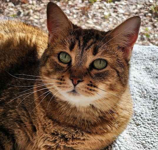 Photo of Goldie