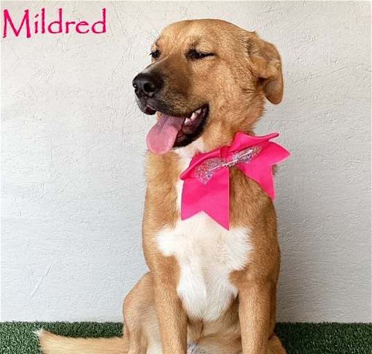 Photo of Mildred