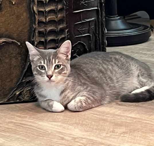 Photo of Misty