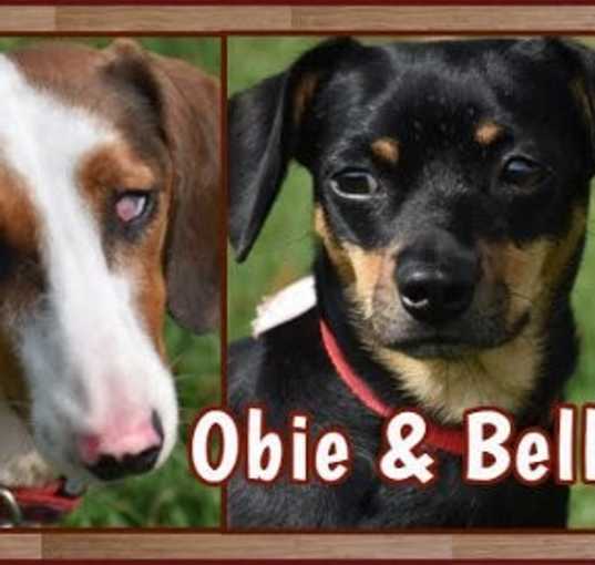 Photo of Bell & Obie in TN (give them a chance!)