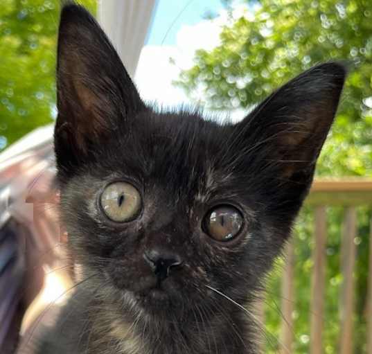 Photo of Poppy