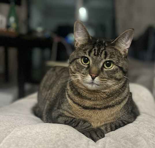 Photo of Shiloh