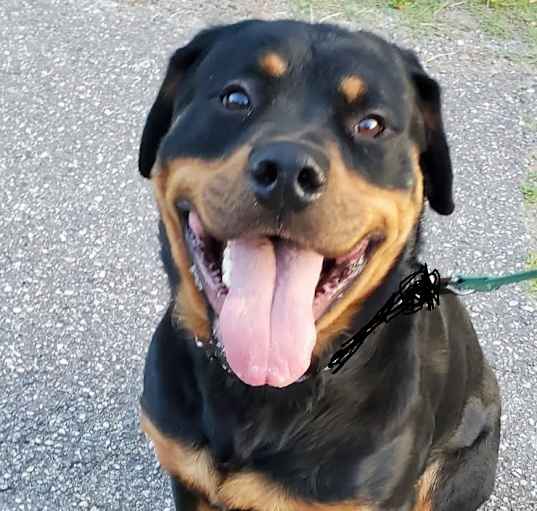 Photo of WESSON aka Poo Bear