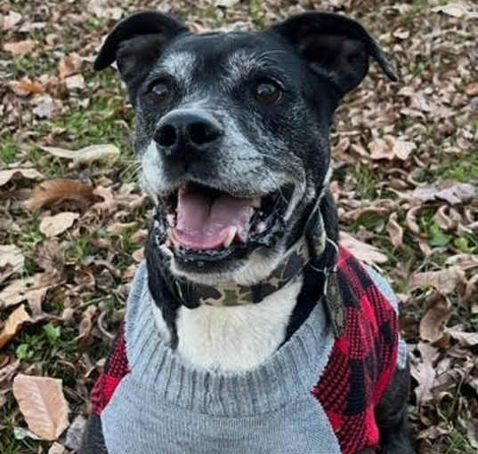 Photo of Roscoe in Scottsville VA