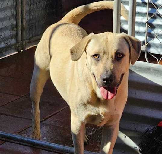 Photo of Lanister