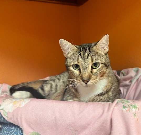 Photo of Mittens