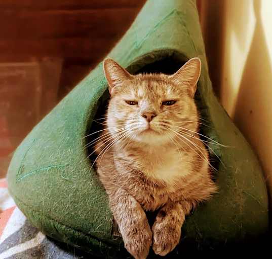 Photo of Tinkerbell
