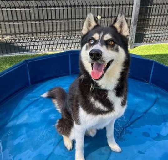 Photo of STRIKER