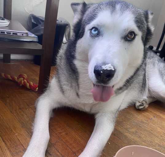 Photo of Draco