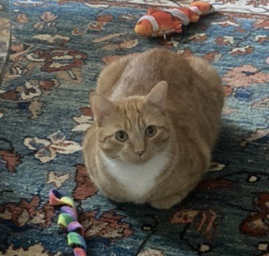 Photo of Herbie