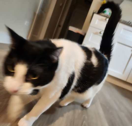 Photo of Juniper