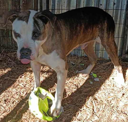 Photo of Petey
