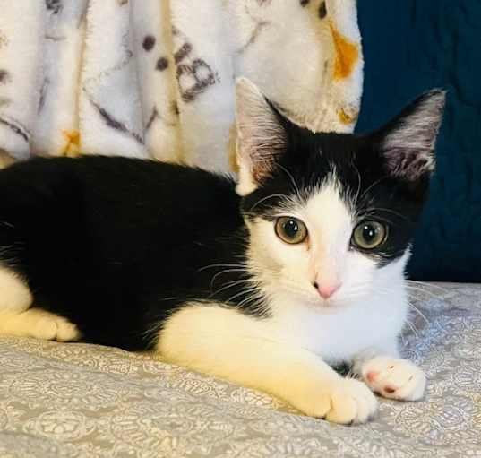 Photo of Oreo