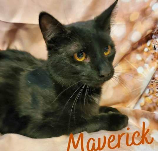 Photo of Maverick