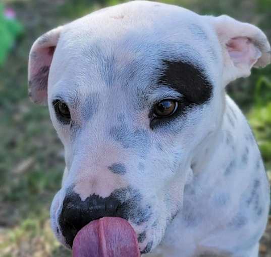 Photo of SPOT