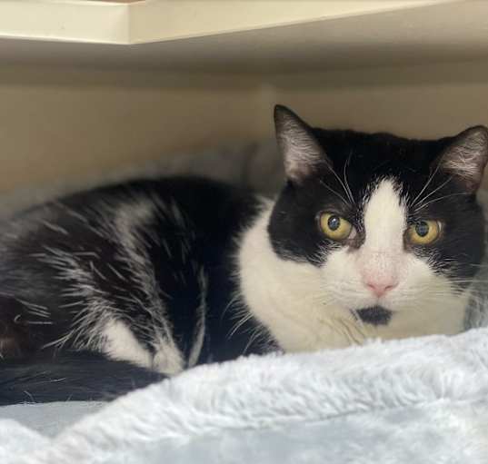 Photo of Domino