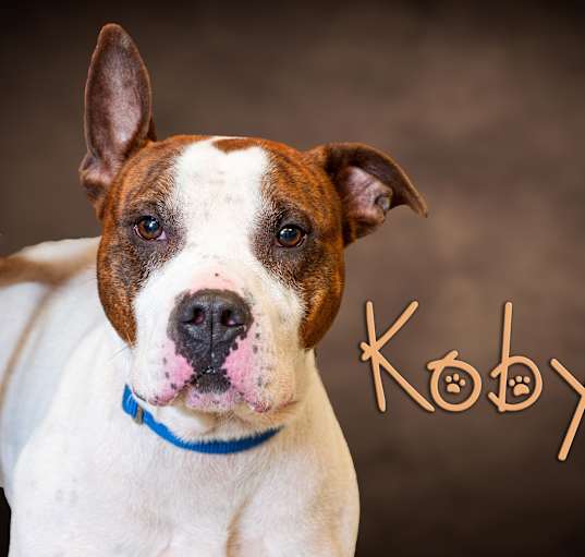 Photo of Koby