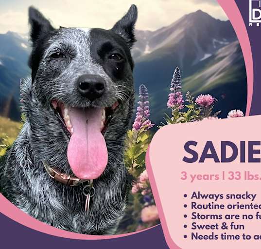 Photo of Sadie