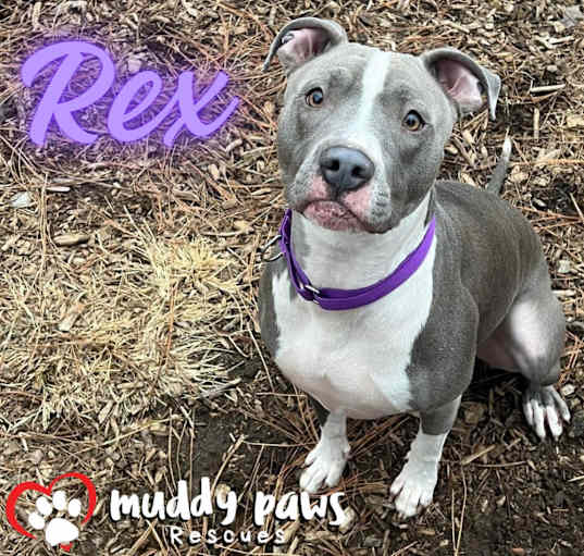 Photo of Rex