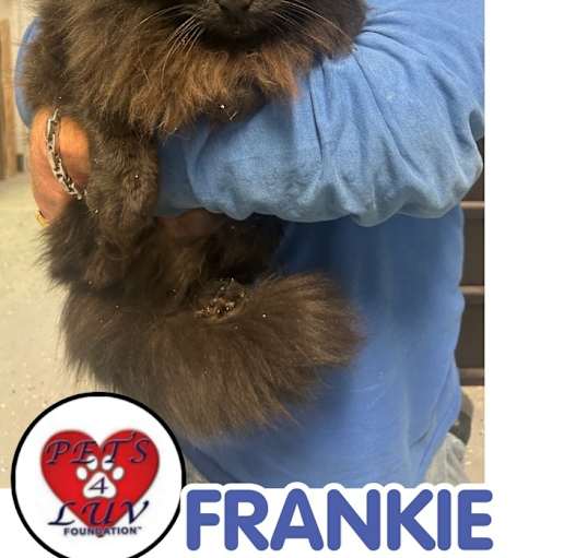 Photo of Frankie