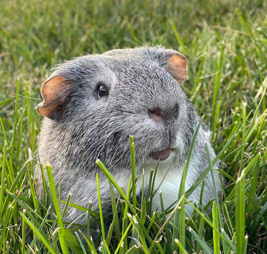 Photo of Jasper