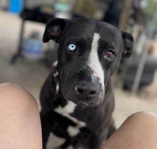 Photo of Buddy