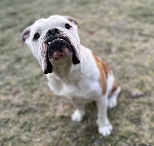 Photo of Archie