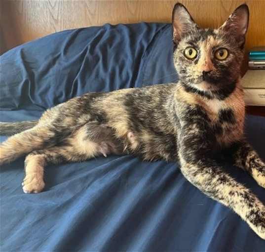 Photo of Nutmeg (loving, gentle tortie mom)