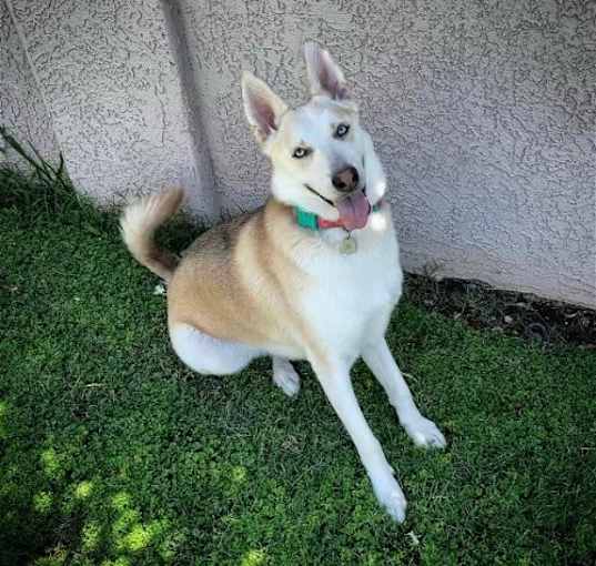 Photo of Kiwi